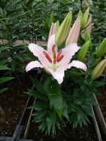 [5257 Sunny Bonaire No01.JPG]